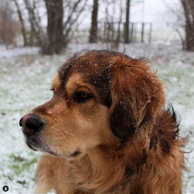 Allemaal sneeuwvlokjes