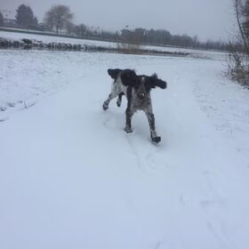 Eerste sneeuw