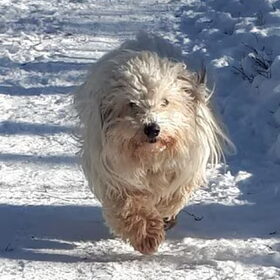 Rennen in de sneeuw