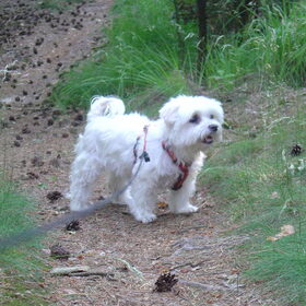 Trixie