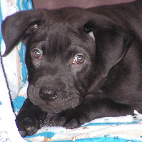 Jack als pup