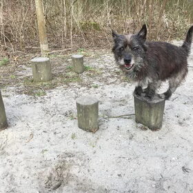 Voetjes op de paal