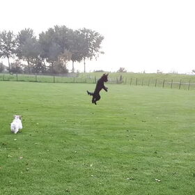Het is toch echt een zwarte hond, daar in de lucht!