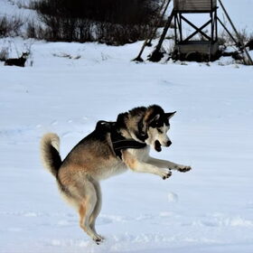 Sneeuw + husky = feest !