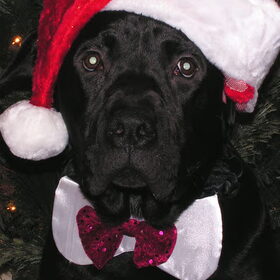 Met de kerst