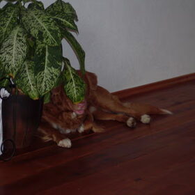 Yori achter plant
