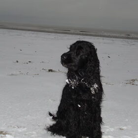 Rasta op 't strand in de winter