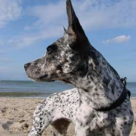 bammes aan zee