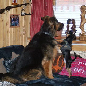 Balou met zijn grootste vriendin Mowgli.