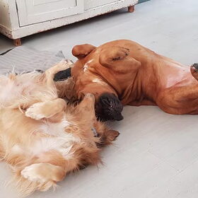Met Boerboel Chop