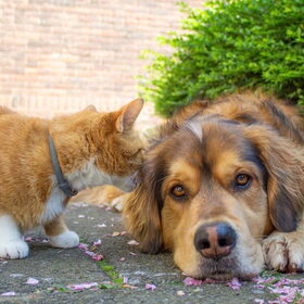 Met Charlie de kat