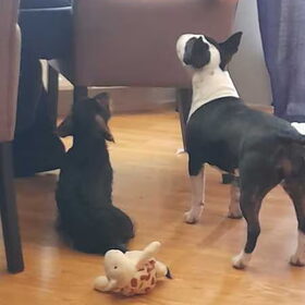 Mila en Frankie