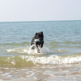 Apport!