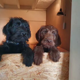 Tess en zusje als pups