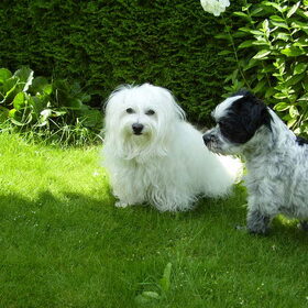 Spaiky en Binky