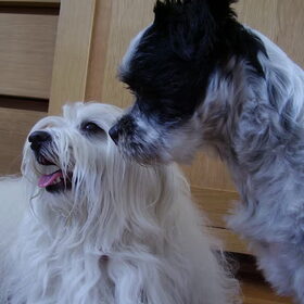 Spaiky en Binky
