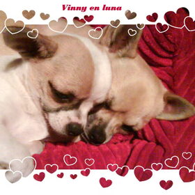vinny en luna