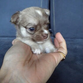 rednose chi pupje 3 weken oud