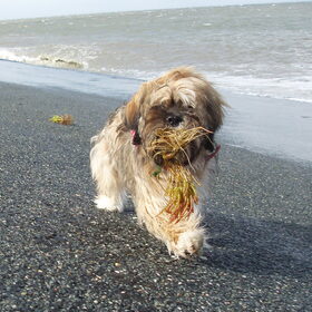 spelen aan zee