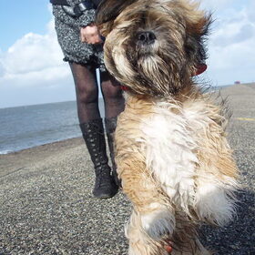 boomer in de wind
