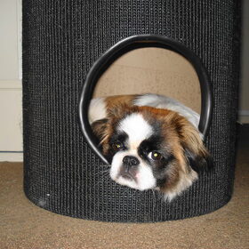 wat nou kattenpaal?
