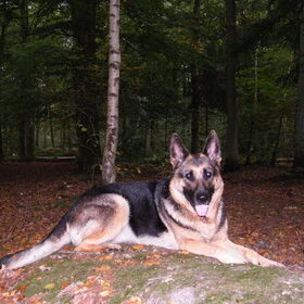 xena in het bos