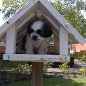 Scotty in zijn eigen huisje 6 weekjes