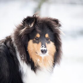 Jamie in de sneeuw
