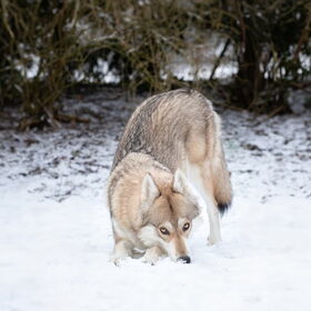 Anna in de sneeuw