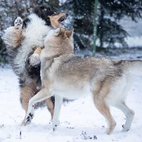 Colliegeweld!