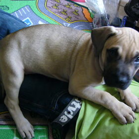 chica als pup.
