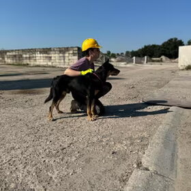 Puinhond in opleiding