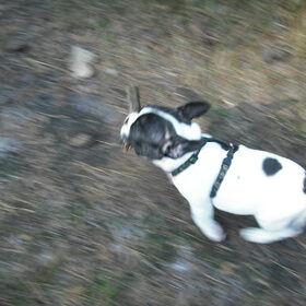 Baco in de bos