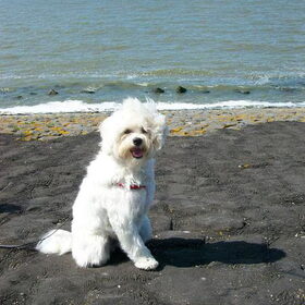 Aan de waddenzee