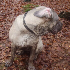Het eindresultaat na een middagje in het bos wandelen...