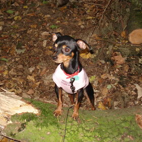 pruts in het bos