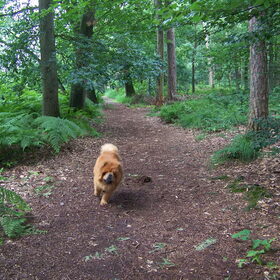 even lekker rennen in het bos