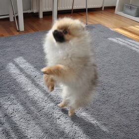 Jumpende Kenji