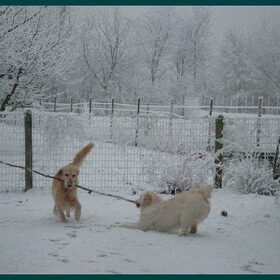 sneeuwgevecht