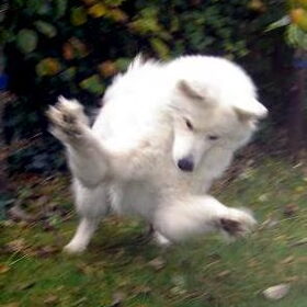 Brumma springt naar de "bal".