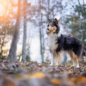 Aylin in het bos