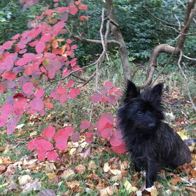 Herfstrood