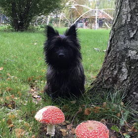 Bij een grote paddenstoel, rood met witte stippen.