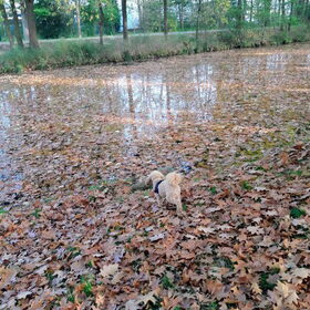 Bijna kopje onder in Het Kanaal