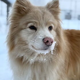 Sneeuwportret