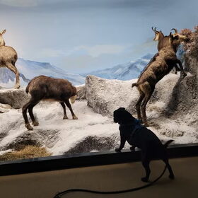 Sneeuw in een museum diorama