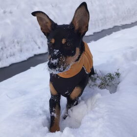 Darrah in de sneeuw