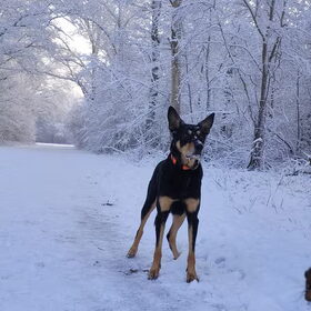 Senán in de sneeuw