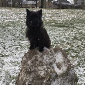 Sneeuwpop