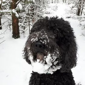 Sneeuwbaard